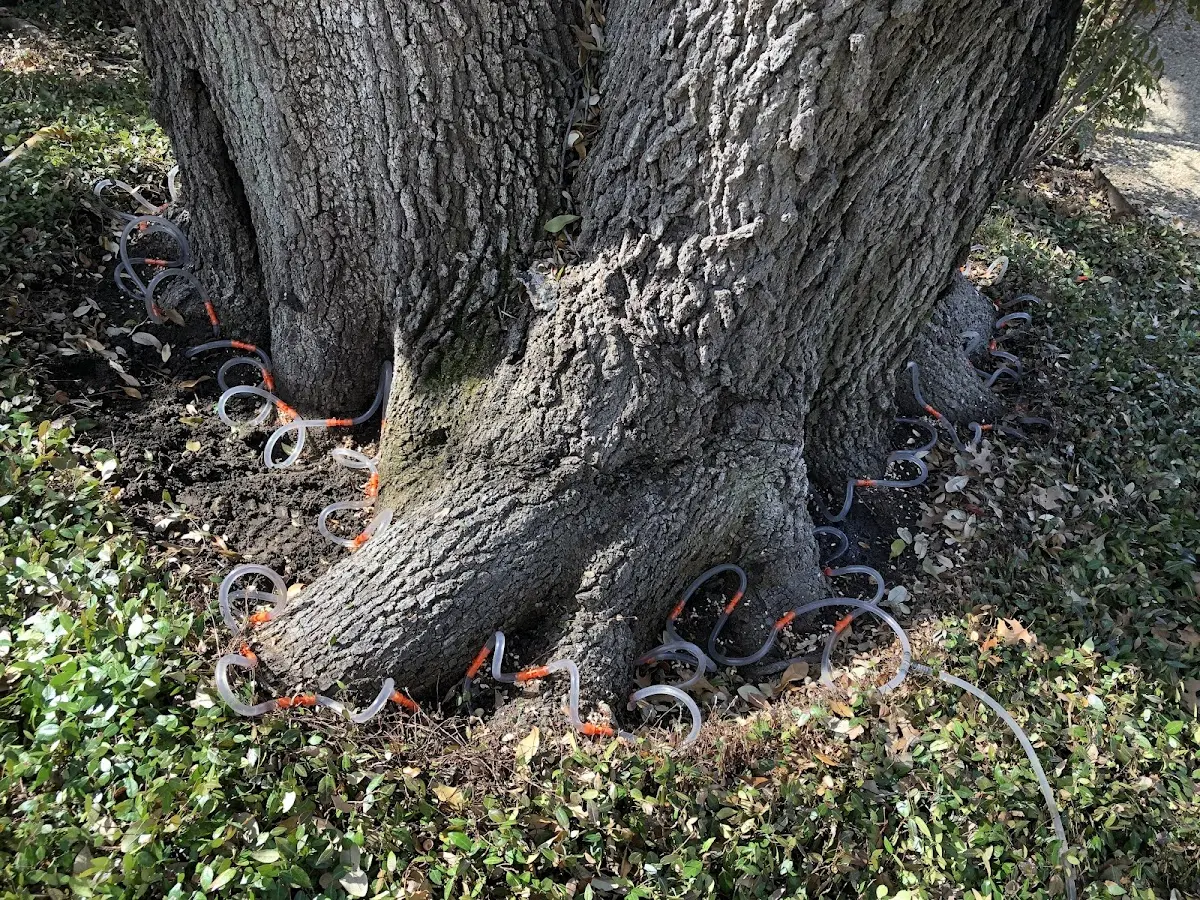 Detailed Shrub and Hedge Trimming job site in Round Rock