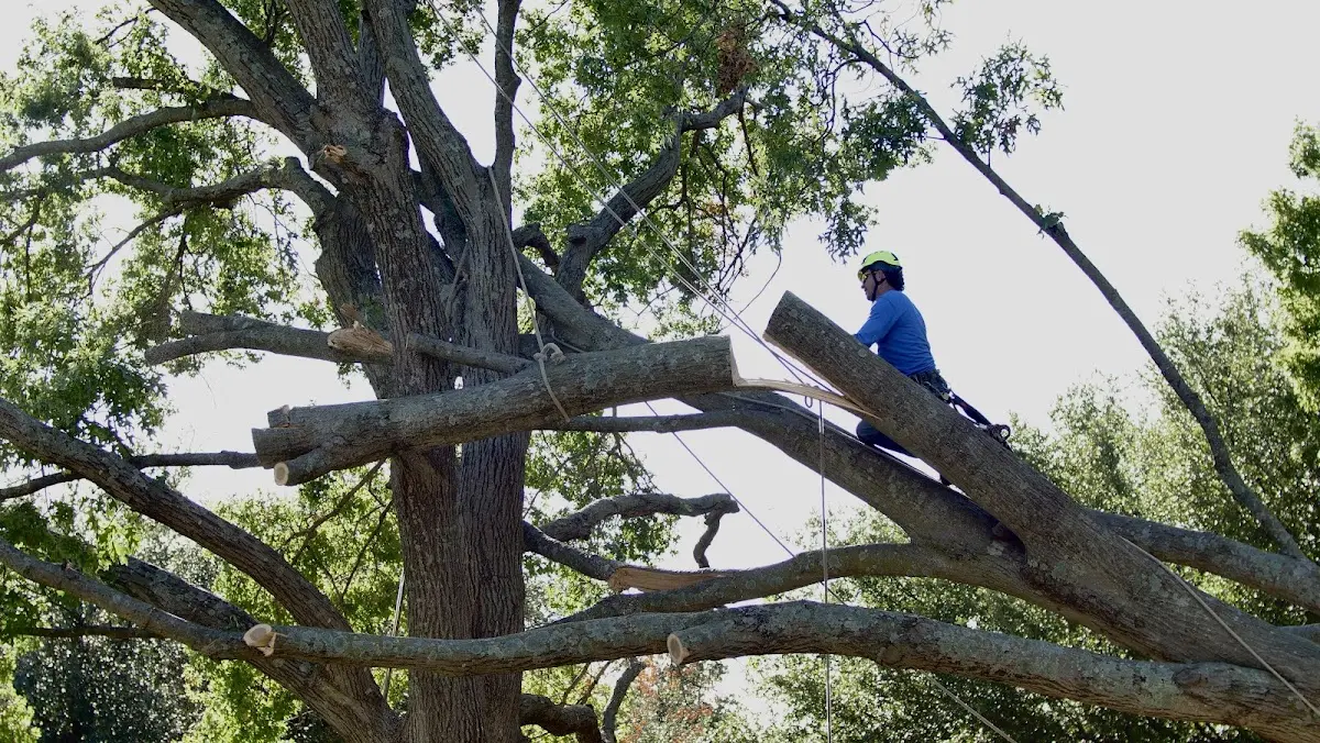 Professional Crown Thinning performed by certified arborists in Round Rock