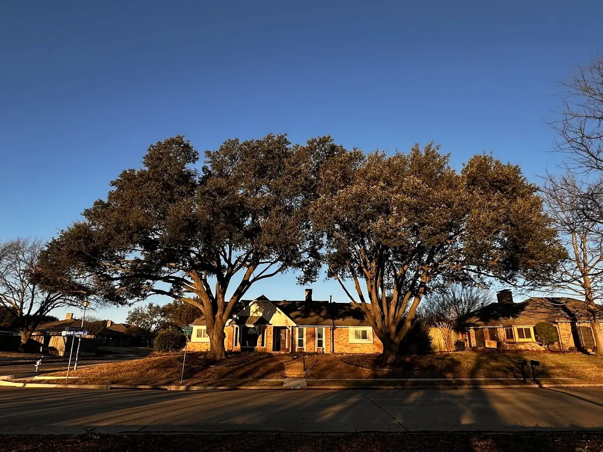 Established residential canopy tree shading a home in Round Rock